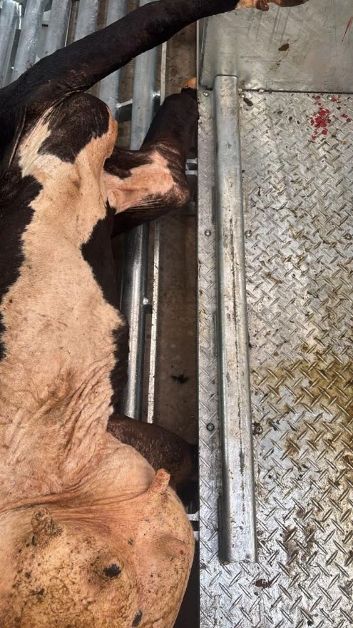 Registro fotográfico